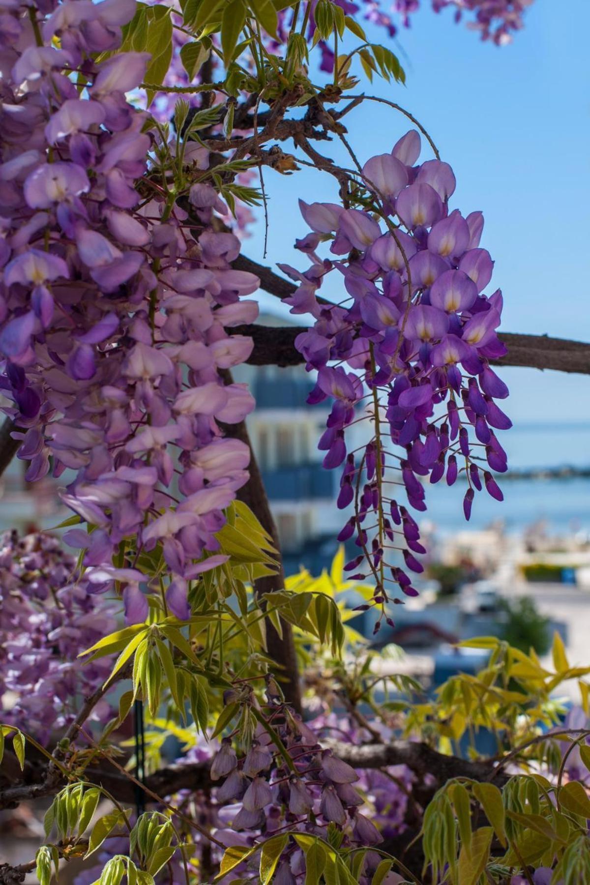 Albergo Villa Lucia Bellaria-Igea Marina Exterior photo